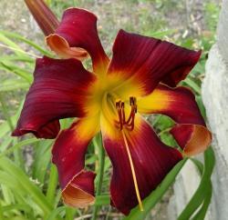 Thumb of 2016-09-02/DogsNDaylilies/4a3fb1