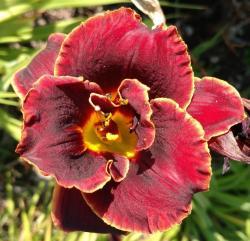 Thumb of 2016-09-02/DogsNDaylilies/d05e1c