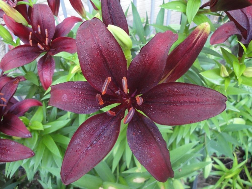 Photo of Lily (Lilium 'Dimension') uploaded by Donnerville