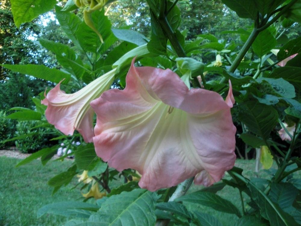 Photo of Angel Trumpet (Brugmansia 'Xena') uploaded by Donnerville