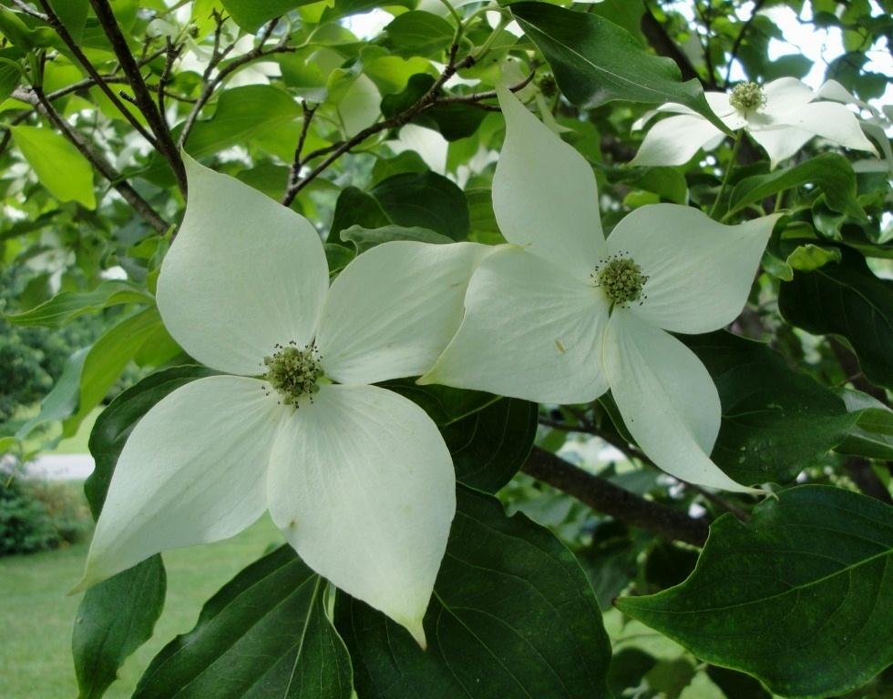 Photo of Chinese Dogwood (Cornus kousa subsp. chinensis Galilean®) uploaded by Donnerville
