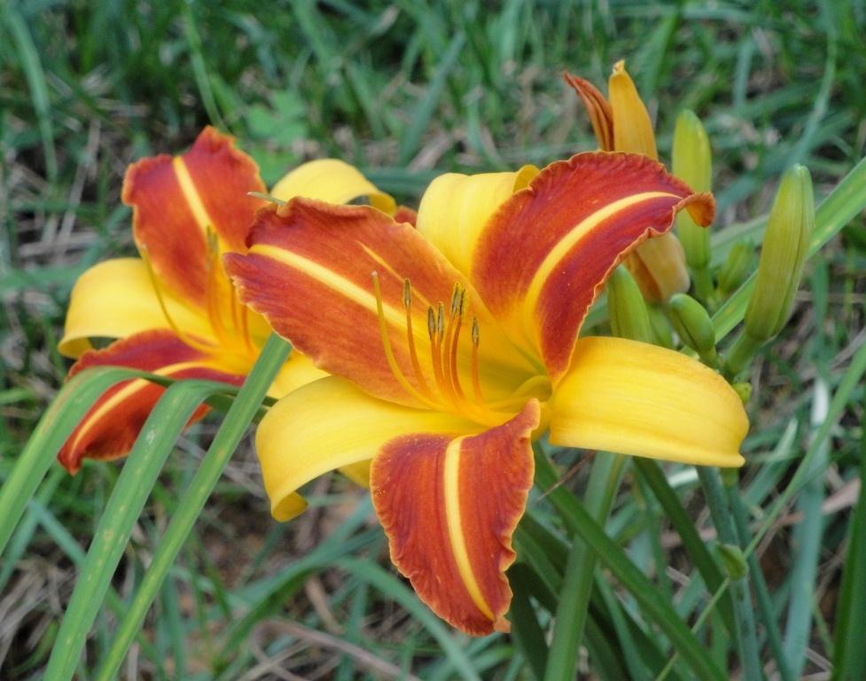 Photo of Daylily (Hemerocallis 'Frans Hals') uploaded by Donnerville