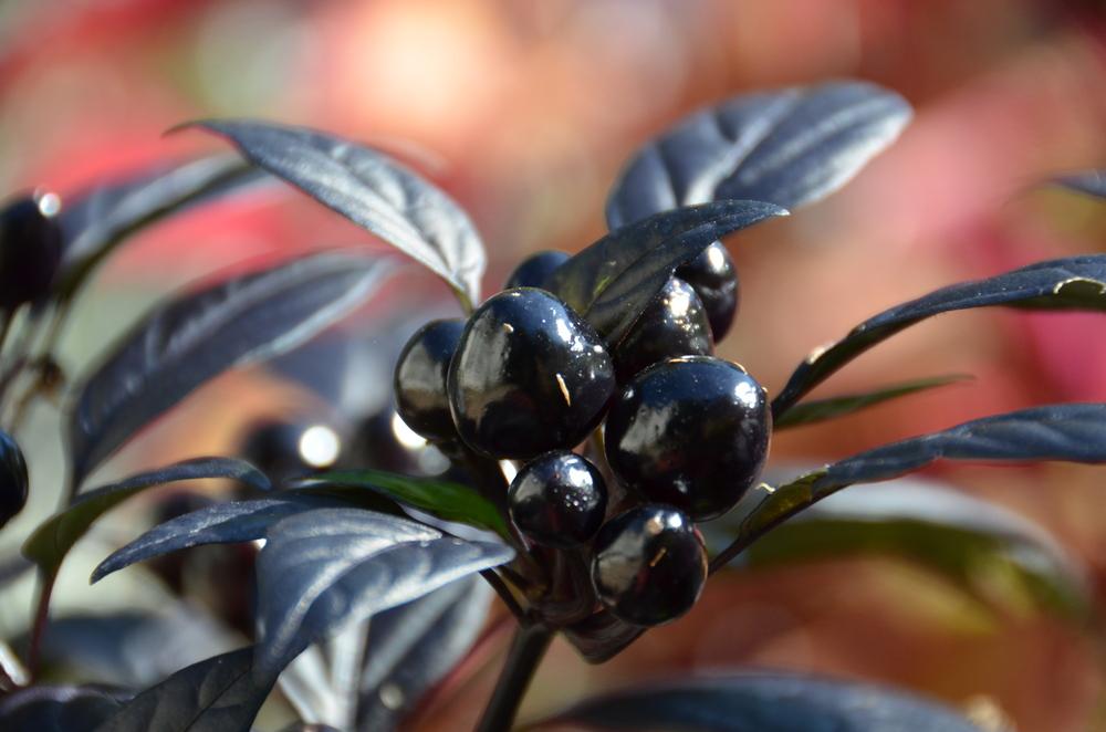 Photo of Ornamental Pepper (Capsicum annuum 'Black Pearl') uploaded by Donnerville