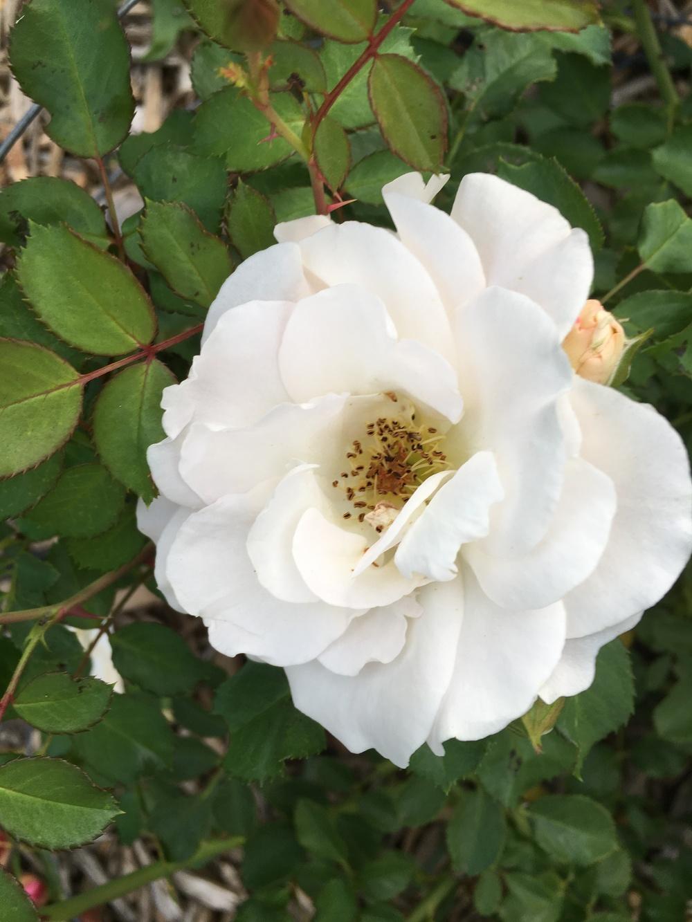 Photo of Rose (Rosa 'Snowdrift') uploaded by Gardening_Adventure