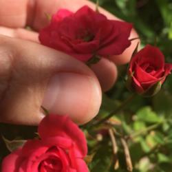 Location: Home
Super tiny roses in full bloom. The size of my thumb nail.
