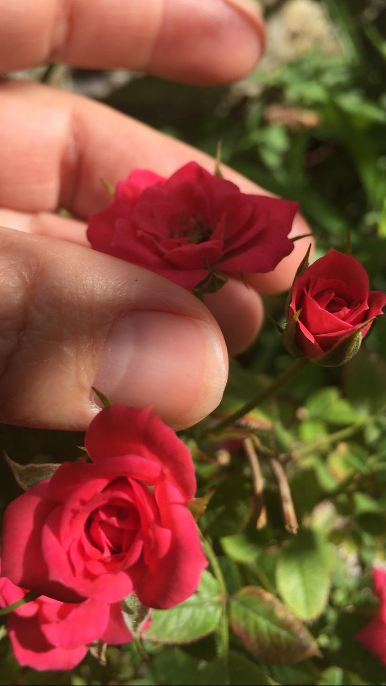Photo of Roses (Rosa) uploaded by SpringGreenThumb