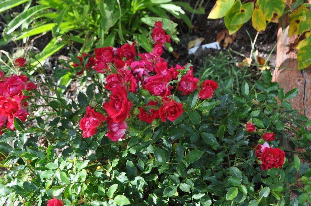 Photo of Rose (Rosa 'Nature Meillandecor') uploaded by darwellwoods