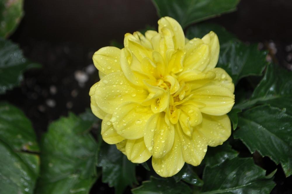 Photo of Dahlia Figaro™ Yellow Shades uploaded by darwellwoods