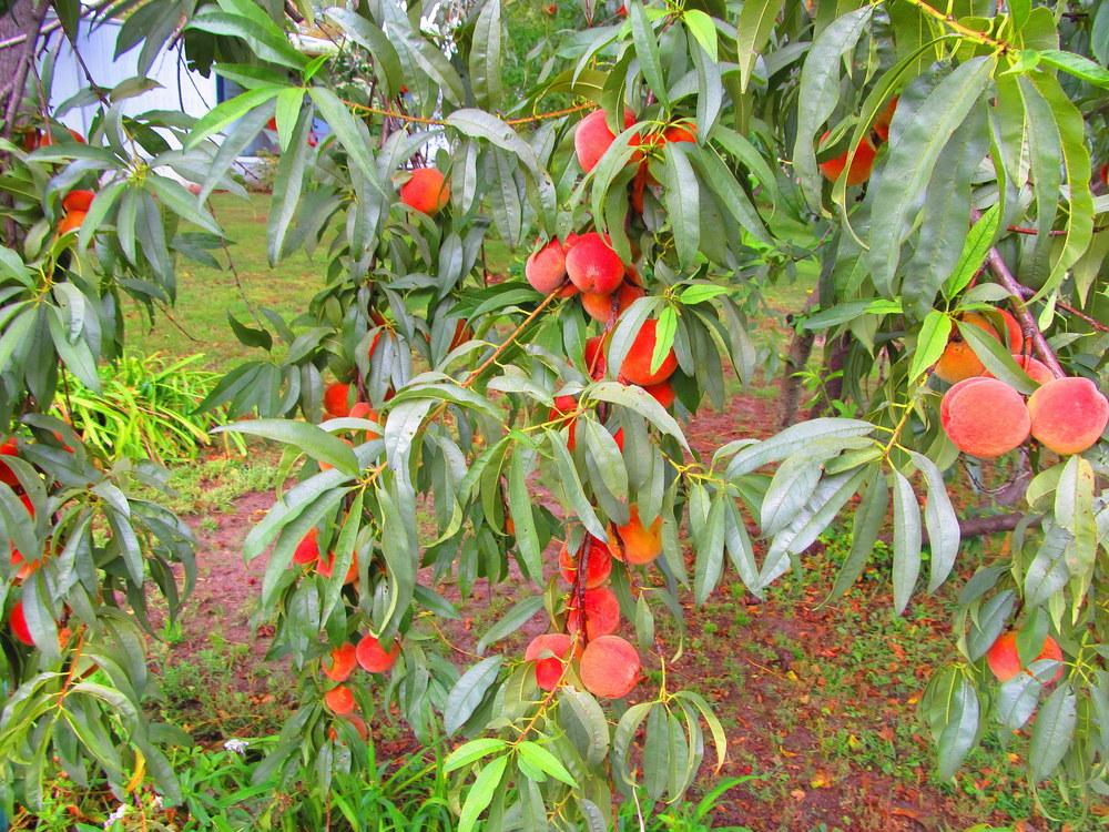 Photo of Peaches (Prunus persica) uploaded by jmorth