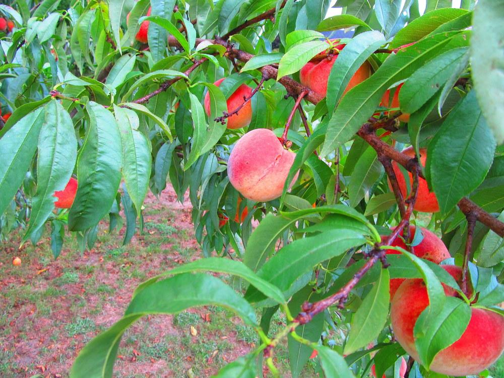 Photo of Peaches (Prunus persica) uploaded by jmorth