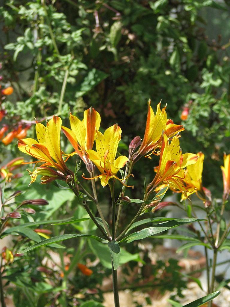 Photo of Peruvian Lily (Alstroemeria 'Sweet Laura') uploaded by robertduval14