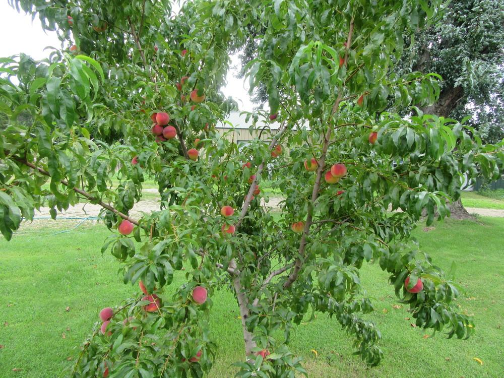 Photo of Peach (Prunus persica Flamin' Fury® PF-24C) uploaded by tveguy3
