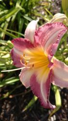 Thumb of 2016-09-03/DogsNDaylilies/dea155