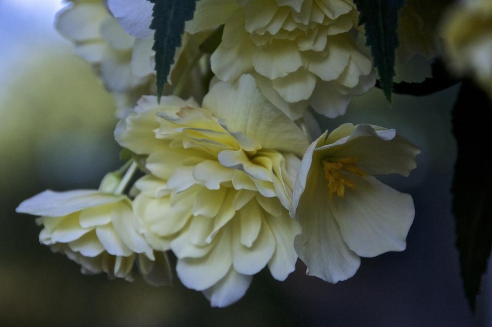 Photo of Hybrid Tuberous Begonia (Begonia x tuberhybrida 'Hanging Basket Yellow') uploaded by Fleur569