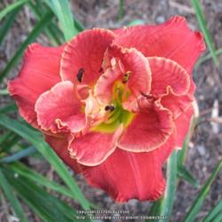 Location: Chapin, SC
Date: 2016-06-30
As you can see, this daylily has many looks.