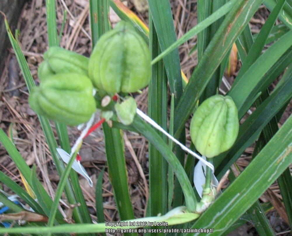 Photo of Daylily (Hemerocallis 'Too Many Petals') uploaded by Lalambchop1
