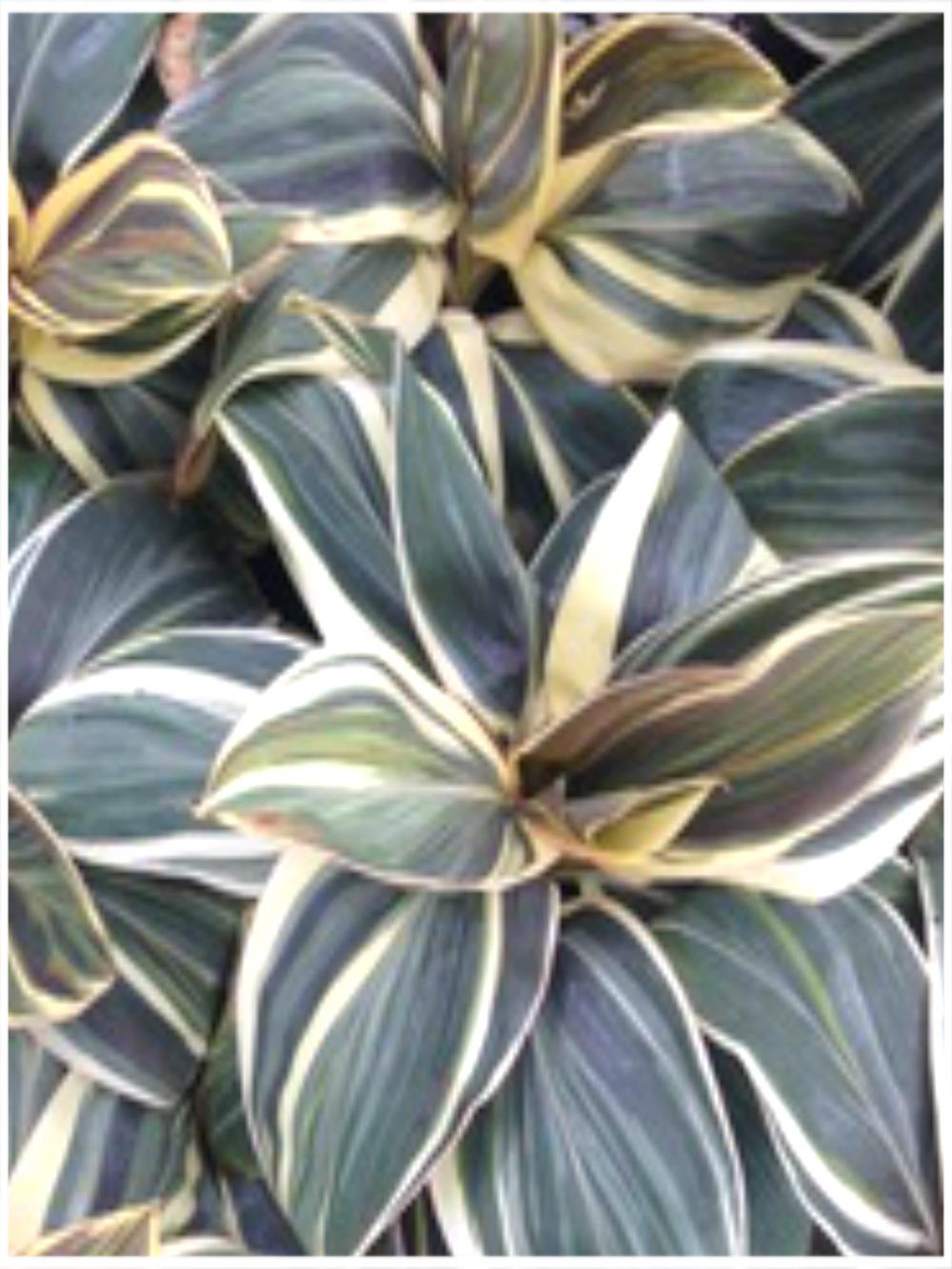 Photo of Hawaiian Ti Plant (Cordyline fruticosa 'Miss Andrea') uploaded by ScotTi
