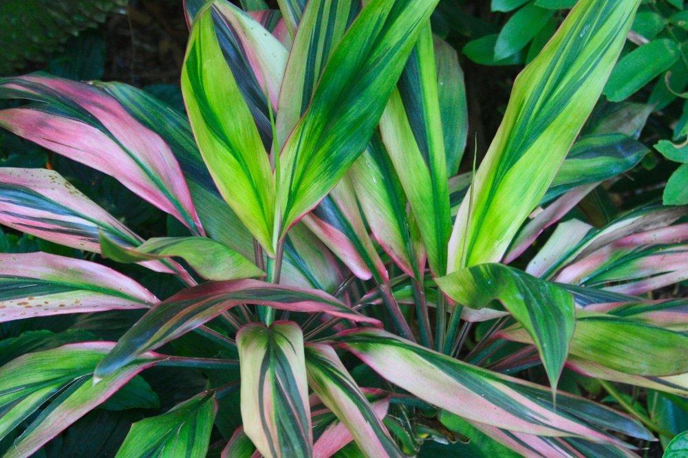 Photo of Hawaiian Ti Plant (Cordyline fruticosa 'Hilo Rainbow') uploaded by ScotTi