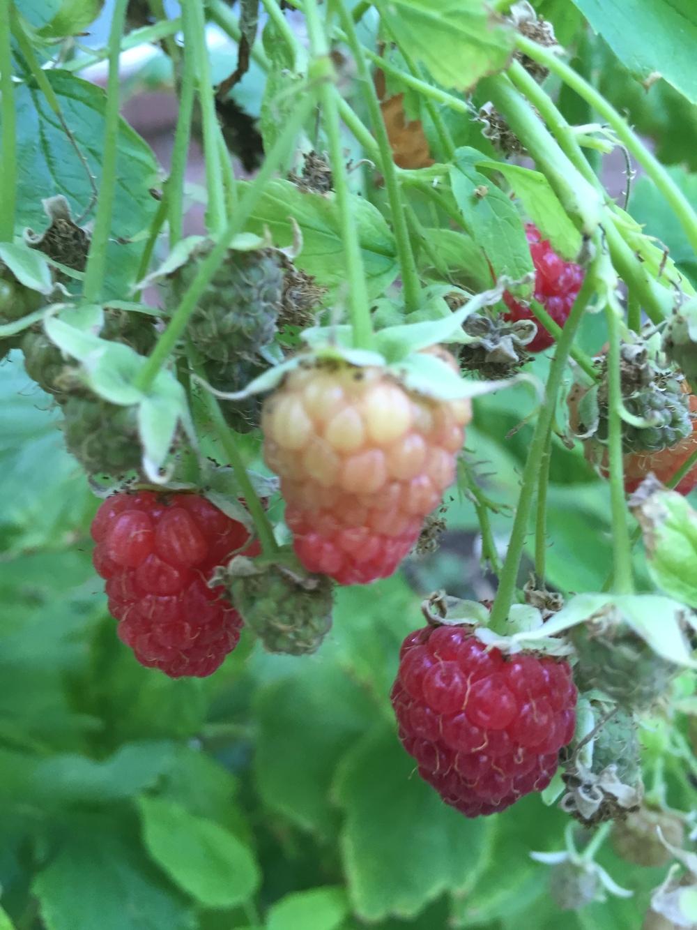 Photo of Red Raspberry (Rubus idaeus 'Heritage') uploaded by SpringGreenThumb