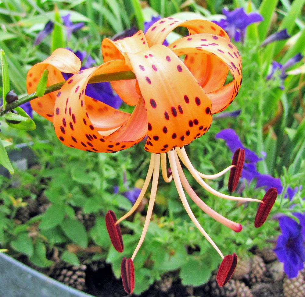 Photo of Tiger Lily (Lilium lancifolium) uploaded by TBGDN