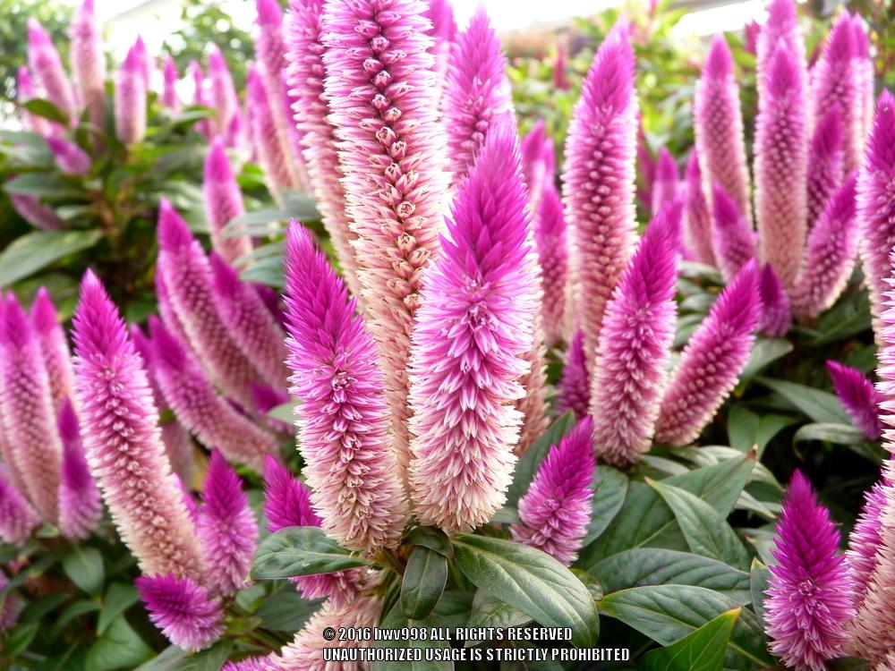 Photo of Celosia argentea Intenz™ Classic uploaded by bwv998