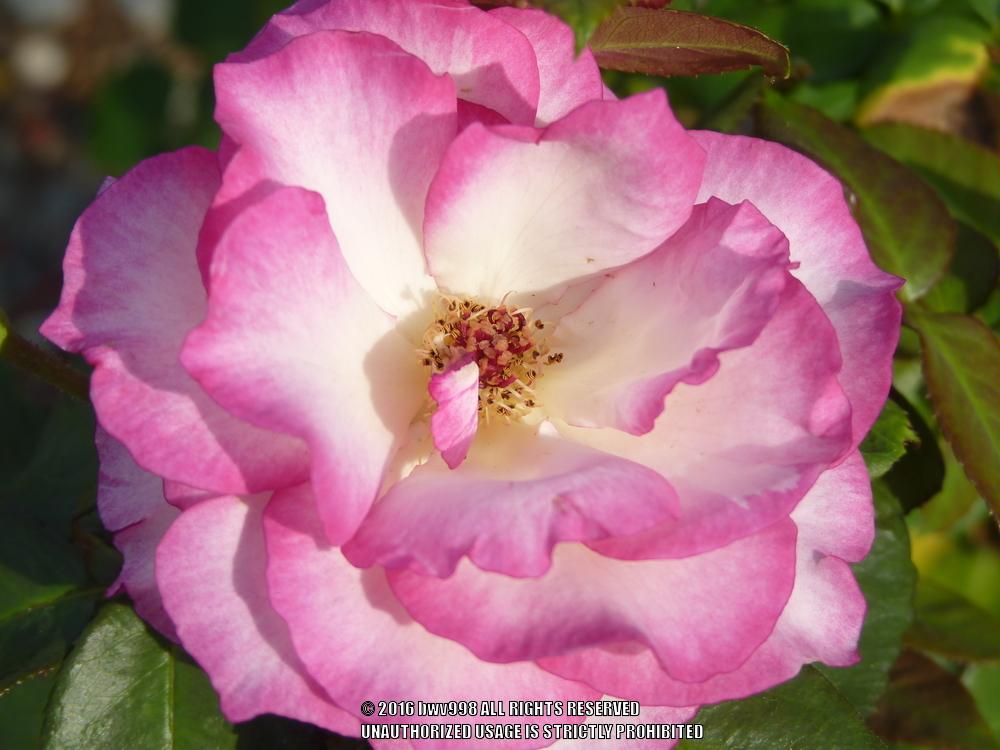 Photo of Rose (Rosa 'Miss Congeniality') uploaded by bwv998