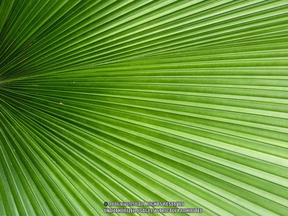 Photo of Palm (Licuala peltata) uploaded by bwv998
