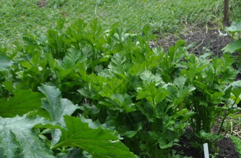 Photo of Celery (Apium graveolens var. dulce 'Giant Pascal') uploaded by darwellwoods