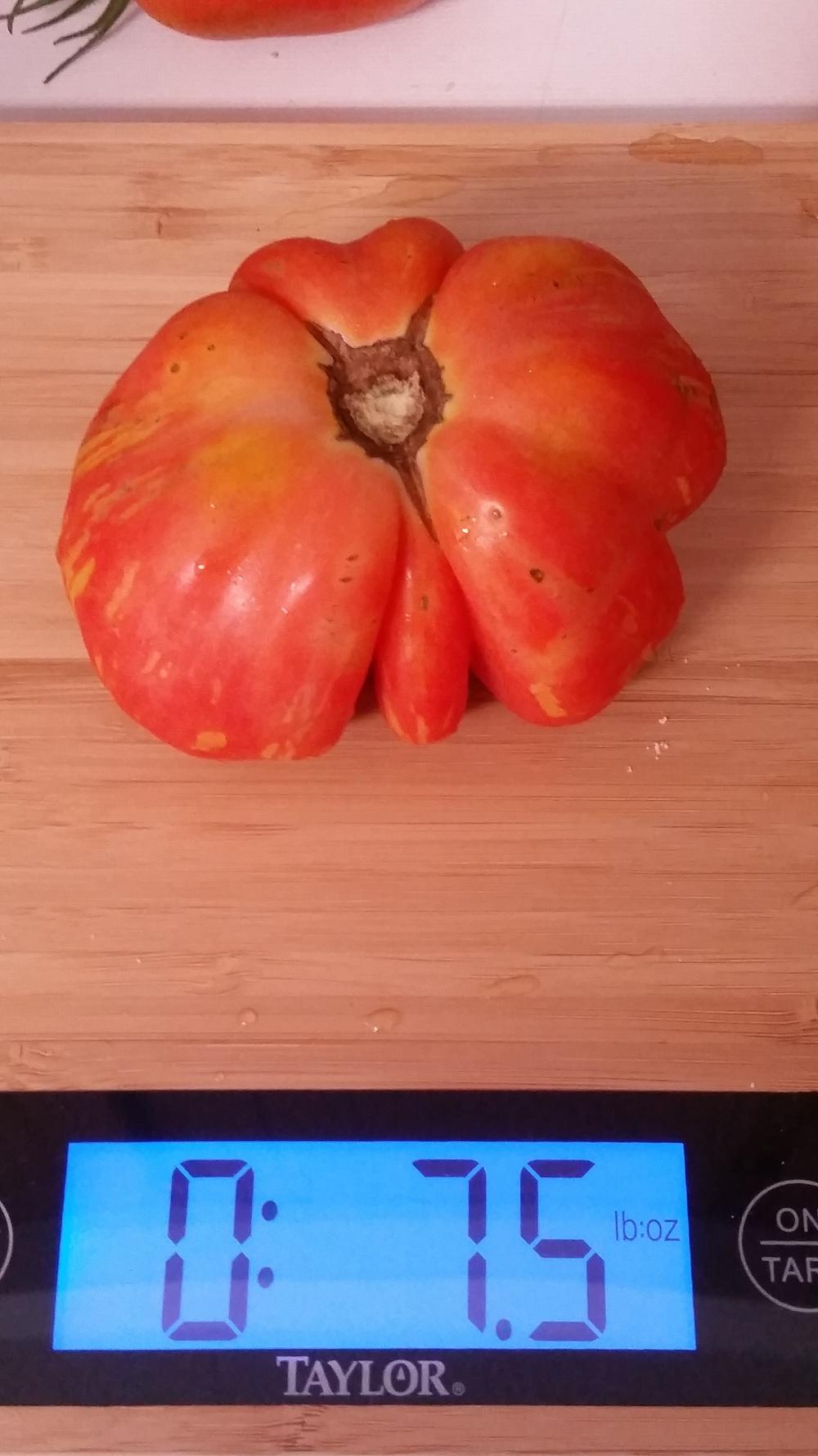 Photo of Tomato (Solanum lycopersicum 'Schimmeig Stoo') uploaded by robynanne
