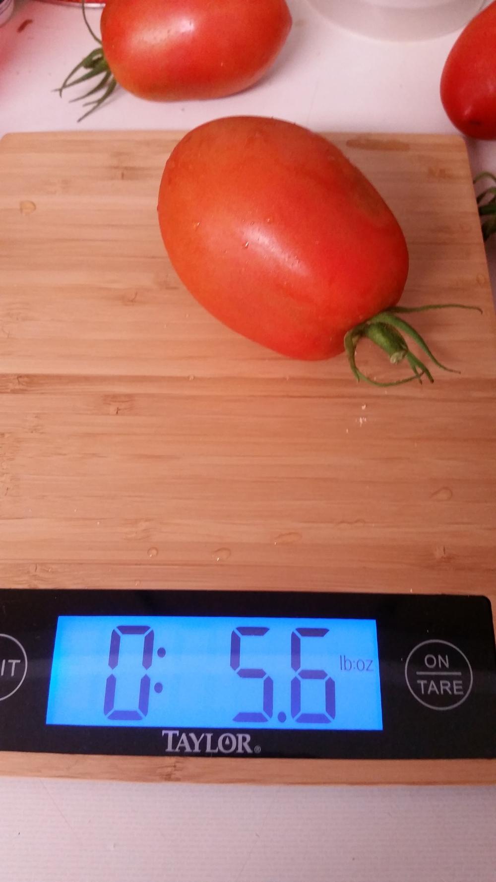 Photo of Tomato (Solanum lycopersicum 'Sweet Salad') uploaded by robynanne