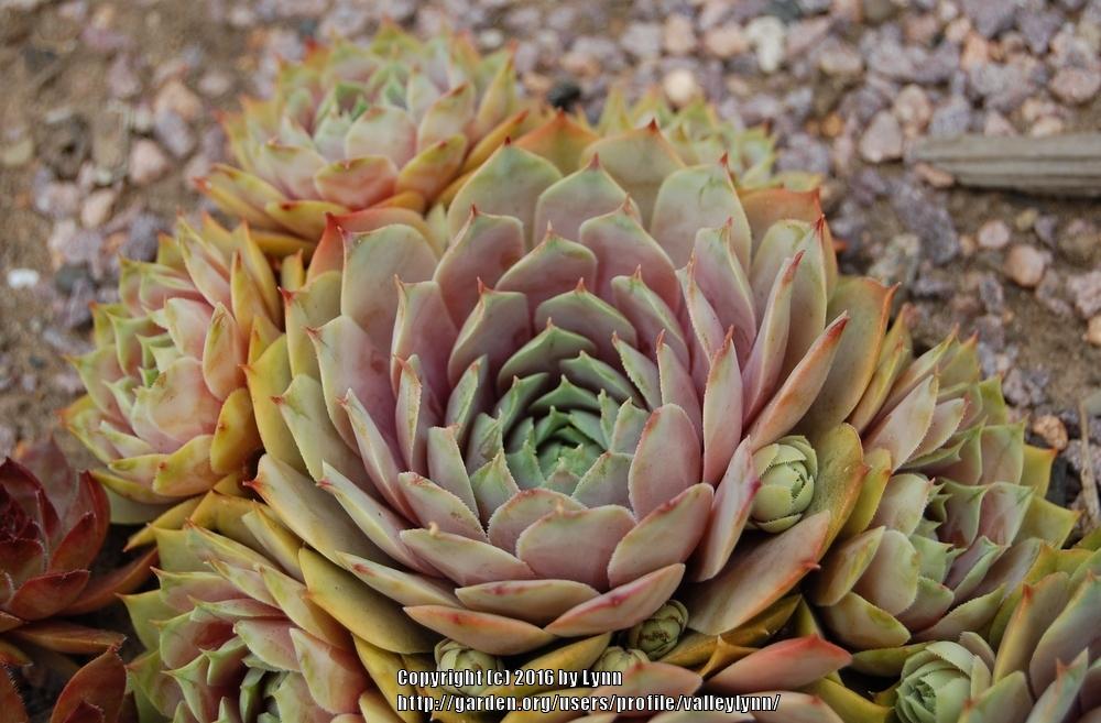 Photo of Hen and Chicks (Sempervivum 'Lilac Time') uploaded by valleylynn