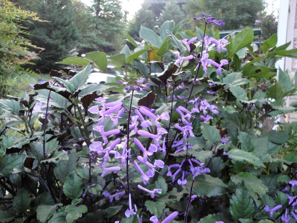 Photo of Spur Flower (Plectranthus Mona Lavender) uploaded by Donnerville
