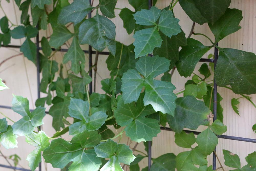 Photo of Sorrelvine (Cissus trifoliata) uploaded by GrammaChar
