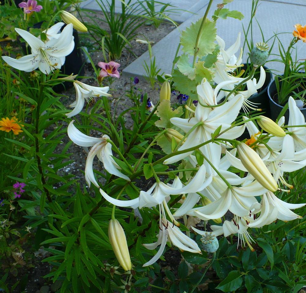 Photo of Lily (Lilium 'Sweet Surrender') uploaded by HemNorth
