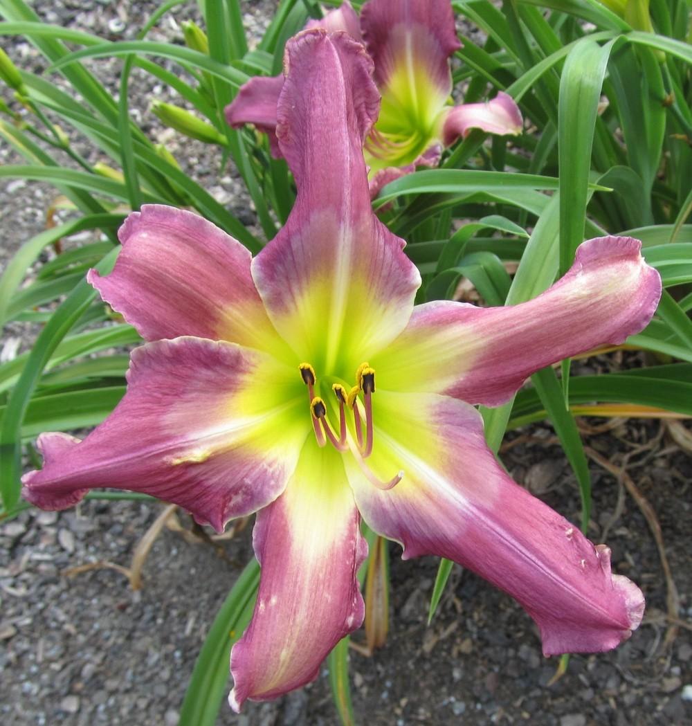 Photo of Daylily (Hemerocallis 'Spread Your Wings') uploaded by Sscape
