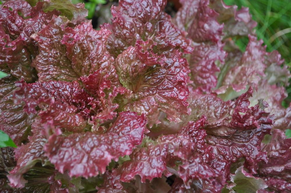 Photo of Lettuce (Lactuca sativa 'Ruby Red') uploaded by darwellwoods