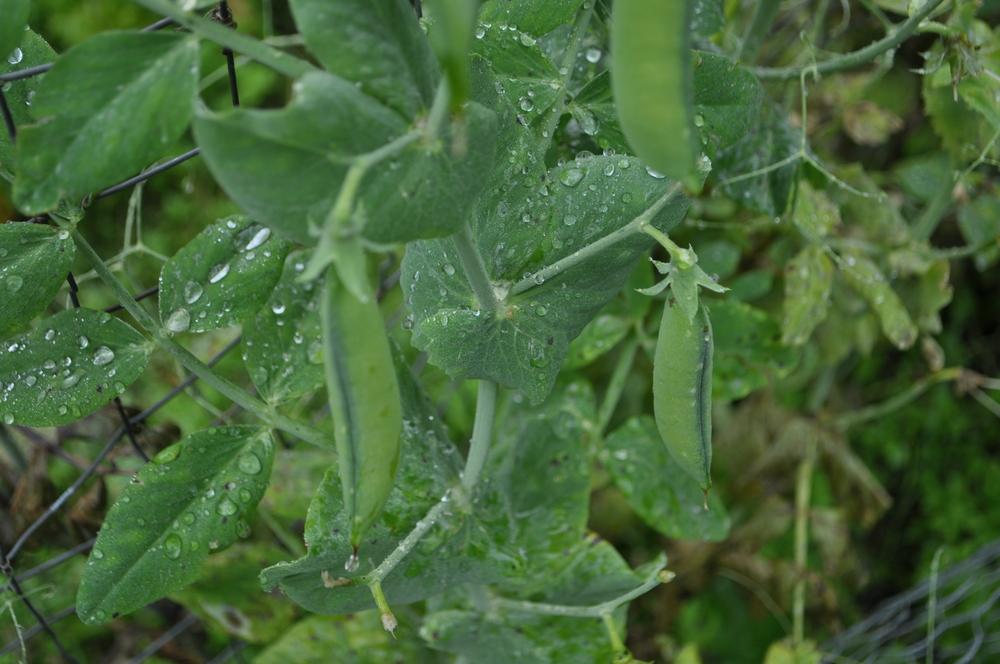 Photo of Peas (Lathyrus oleraceus) uploaded by darwellwoods