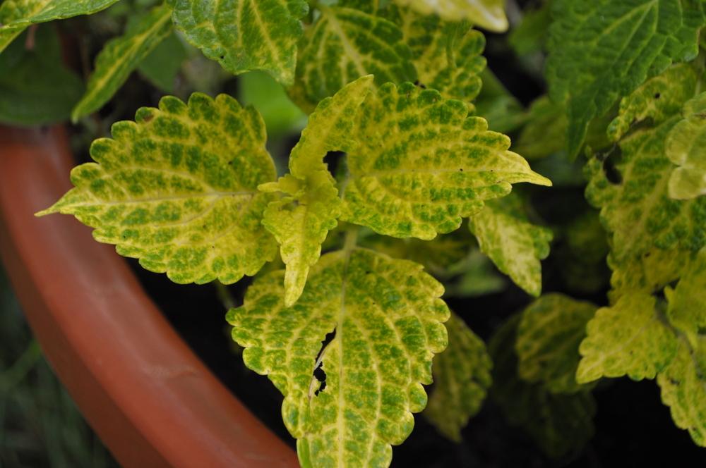 Photo of Coleus (Coleus scutellarioides Electric Lime®) uploaded by darwellwoods