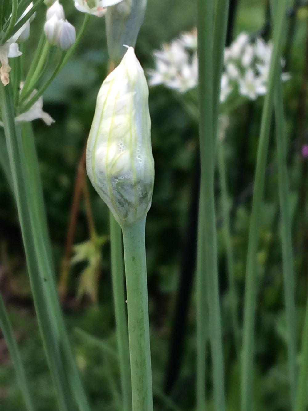 Photo of Garlic Chives (Allium tuberosum) uploaded by nativeplantlover