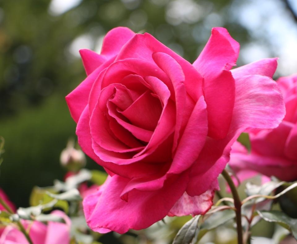 Photo of Hybrid Tea Rose (Rosa 'Parole') uploaded by skylark