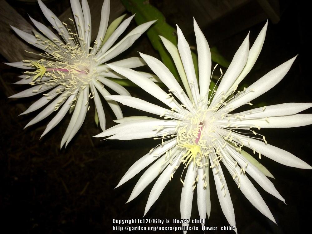 Photo of Epiphyllum hookeri subsp. hookeri uploaded by tx_flower_child