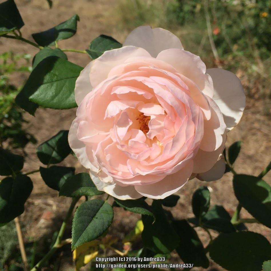 Photo of Rose (Rosa 'Heritage') uploaded by AndreA33