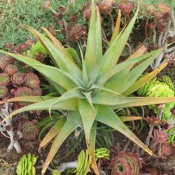 Location: Baja California
Date: 2016-09-02
Aloe lutescens x arborescens