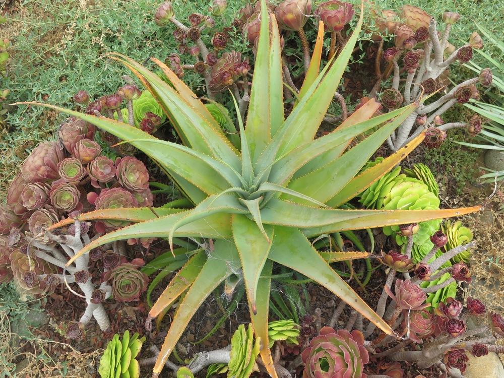 Photo of Aloes (Aloe) uploaded by Baja_Costero