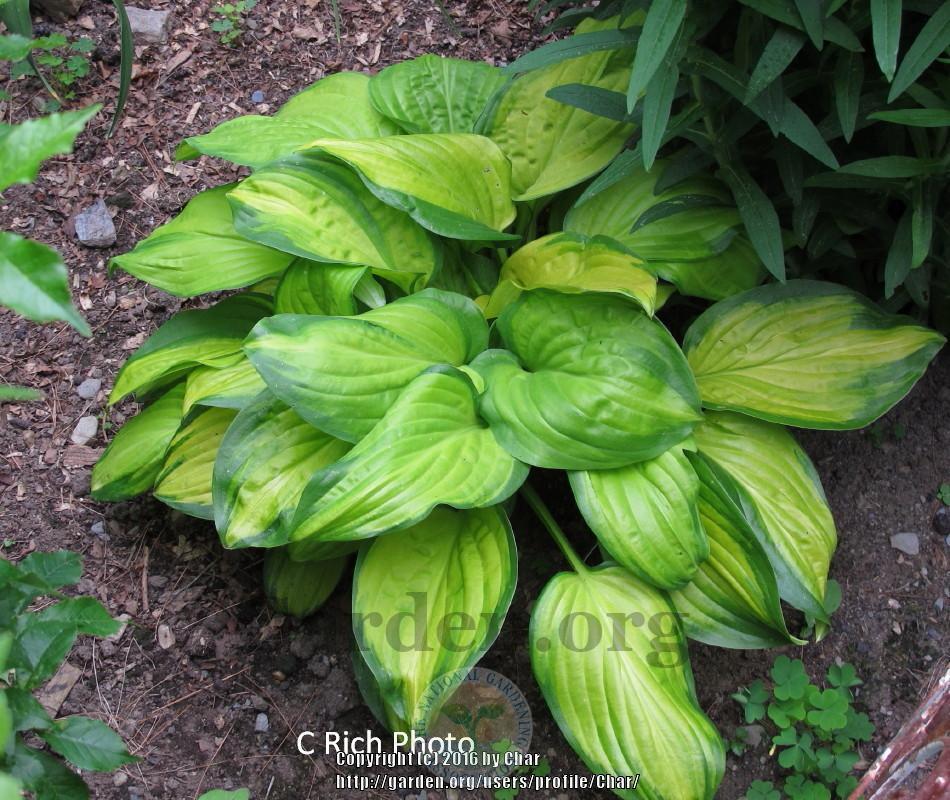 Photo of Hosta 'Stained Glass' uploaded by Char