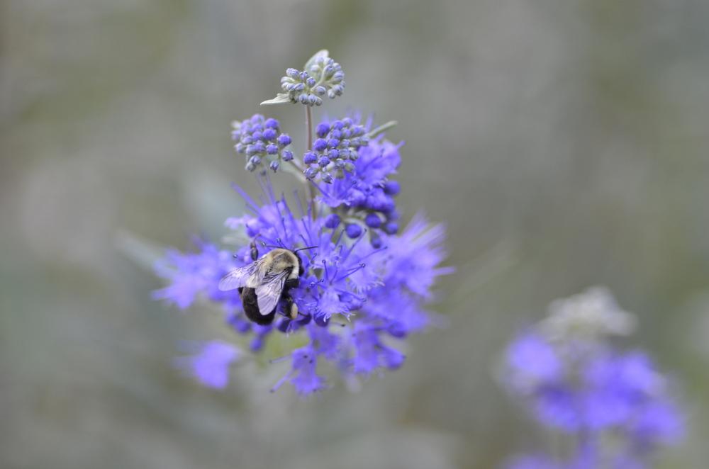 Photo of West Clandon Bluebeard (Caryopteris x clandonensis) uploaded by Donnerville