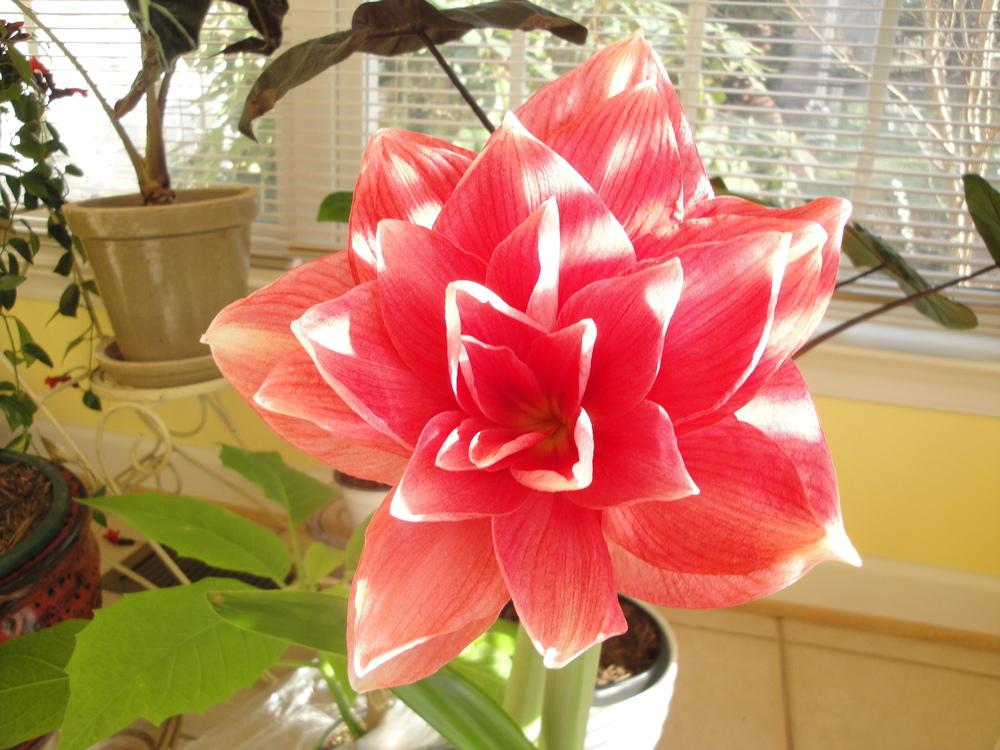Photo of Amaryllis (Hippeastrum 'Double Dream') uploaded by Donnerville