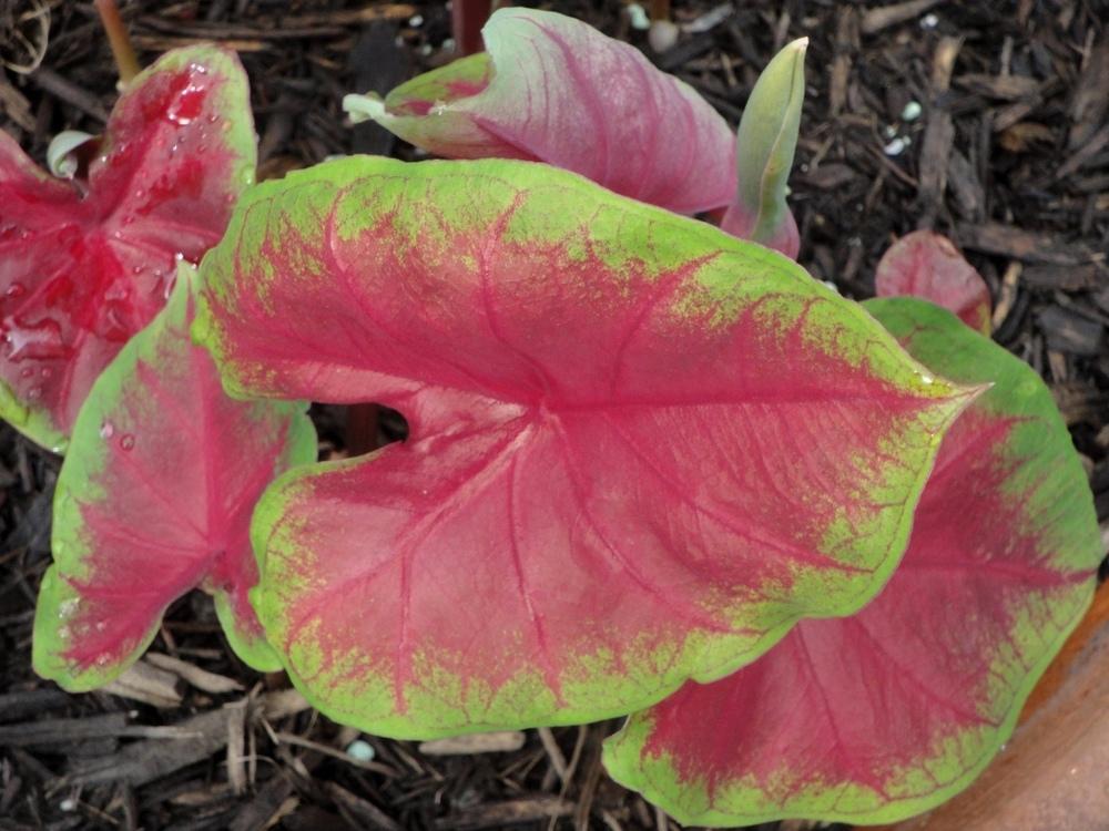 Photo of Fancy-leaf Caladium (Caladium 'Buck Rogers') uploaded by Donnerville