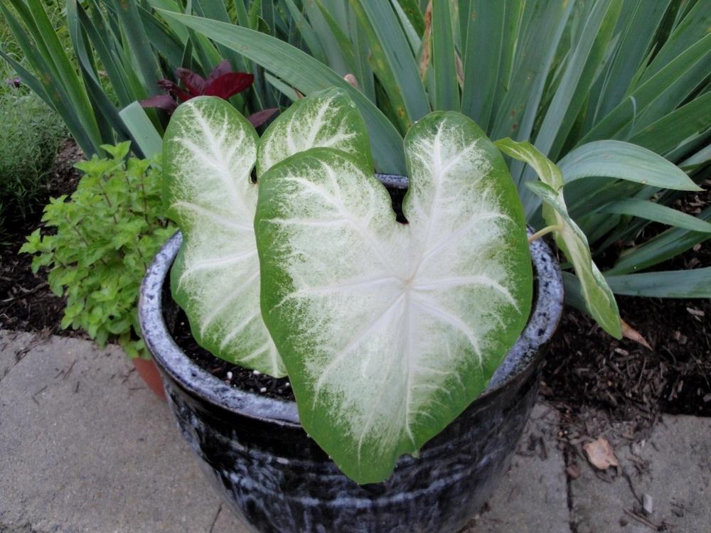 Photo of Fancy-leaf Caladium (Caladium 'Aaron') uploaded by Donnerville