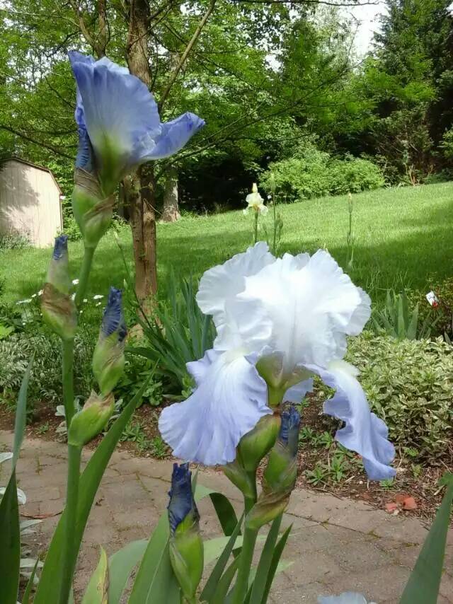 Photo of Tall Bearded Iris (Iris 'Snow Cloud') uploaded by Donnerville